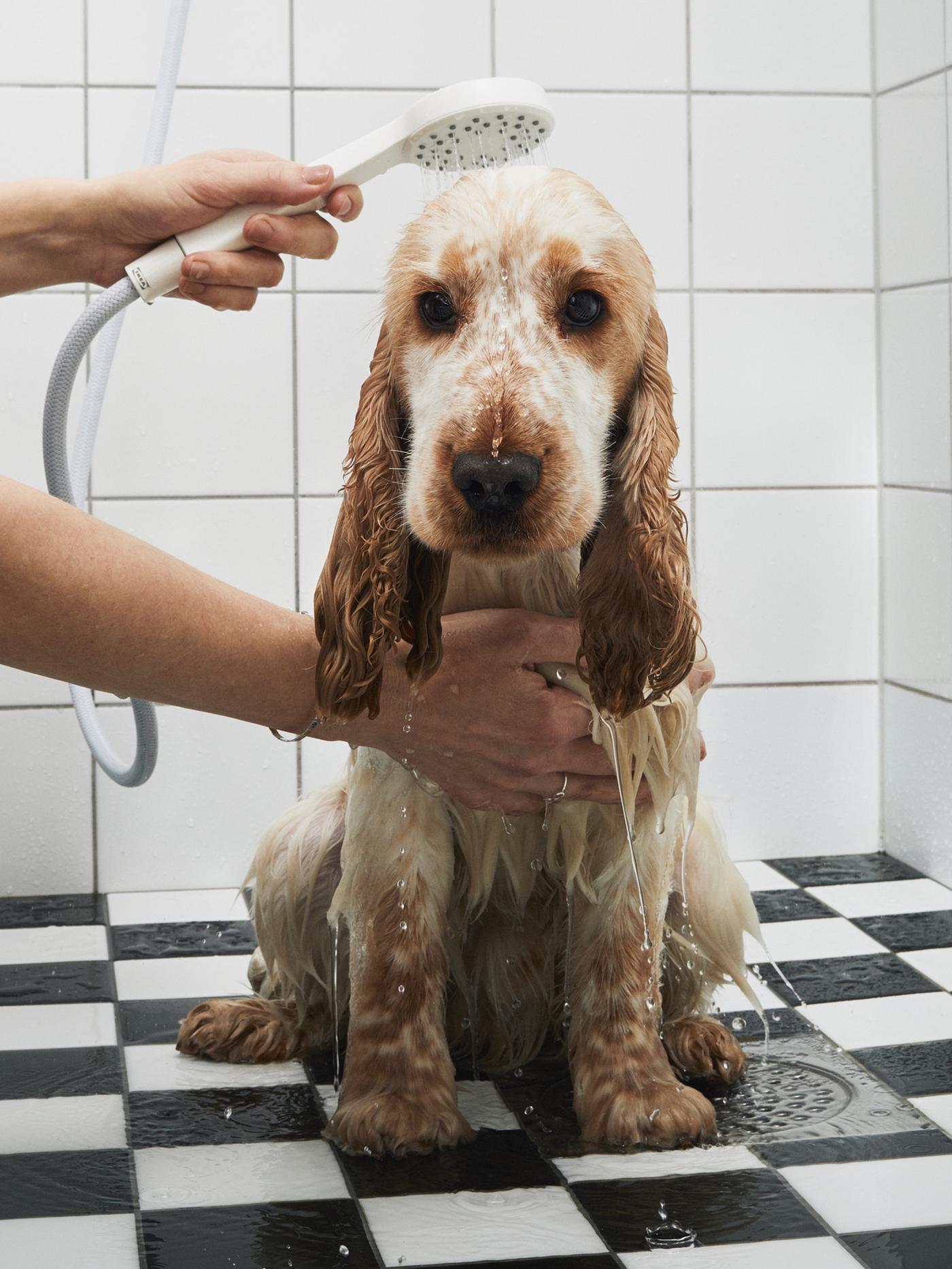 Un jeune épagneul breton subit bon gré mal gré l’épreuve de la douche, assis sur le carrelage noir et blanc d’une salle de bain.
