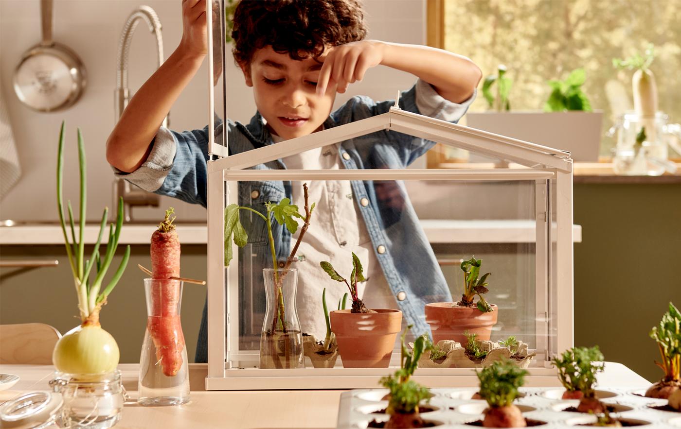 Un jeune garçon soulevant le couvercle d’une mini-serre posée sur le dessus d’une table où l’on peut voir des carottes et des oignons pousser dans des verres et des plateaux.
