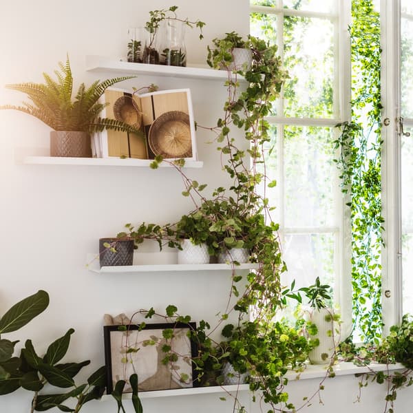Un mur blanc avec des étagères murales présentant de nombreuses plantes et un décor.
