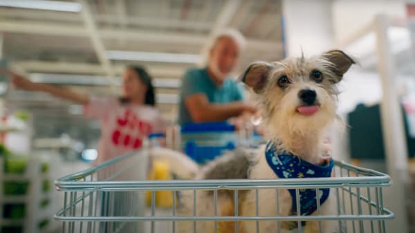Un perro dentro de un carro 