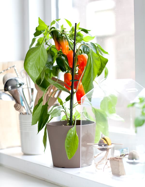 Un plant de piment apporte une touche de couleur sur le rebord de fenêtre.