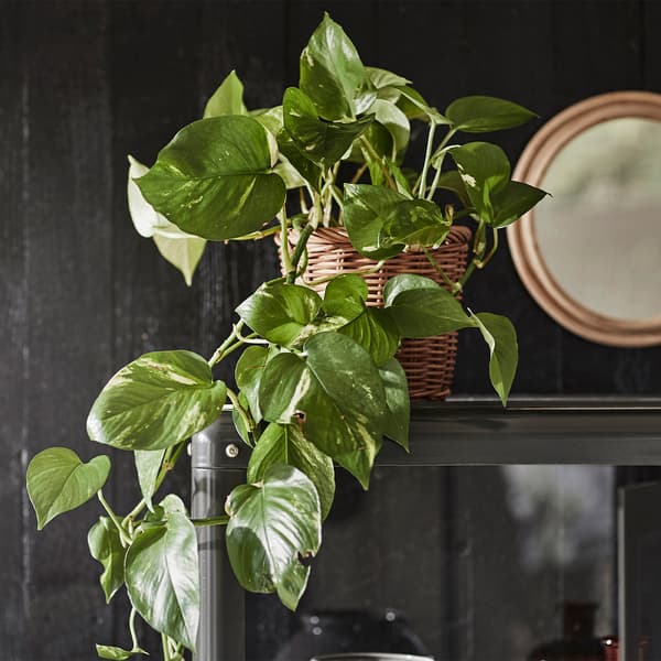 Un pothos doré dans un panier en osier.