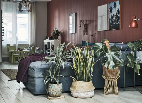 Un salon avec canapé gris, plantes vertes et murs rouille.
