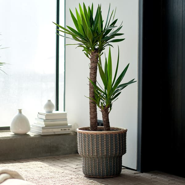 Un yucca dans un grand pot en osier et devant une grande fenêtre.