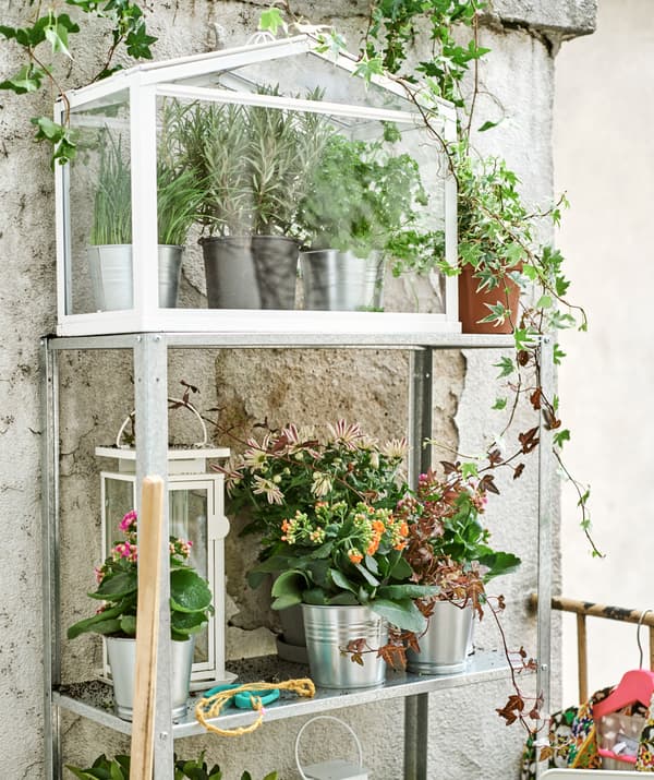 Une étagère en métal contre un vieux mur, garnie de fleurs plantées dans des pots métalliques, d’une grande lanterne blanche et d’une mini-serre contenant des plantes aromatiques.