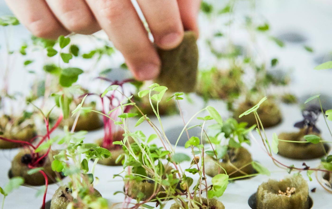 Une personne plantant des jeunes pousses sur un plateau