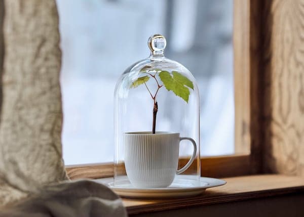 Une tasse en céramique blanche sur une soucoupe assortie, d'où pousse une petite plante à la tige fine et aux deux feuilles vertes. L'ensemble est recouvert d'une cloche en verre et posé sur un rebord de fenêtre en bois, avec en arrière-plan un décor extérieur faiblement éclairé.