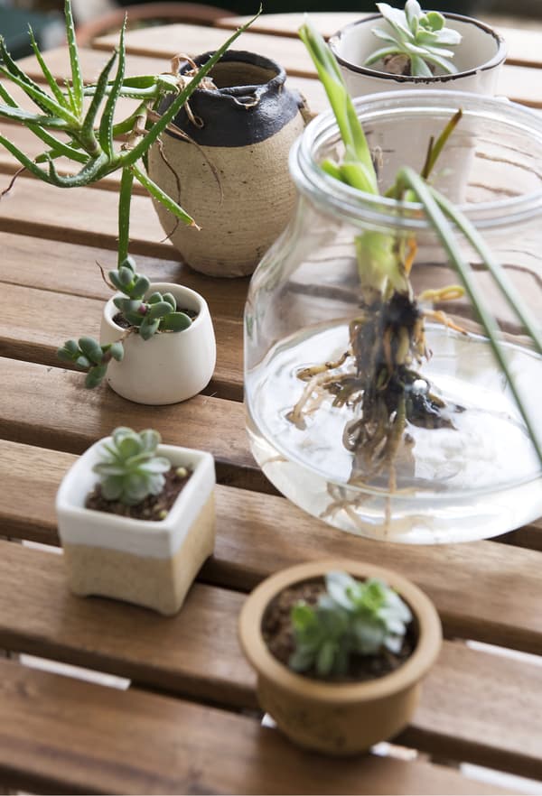 Utilisez des plantes et des objets naturels de tailles et de formes variées