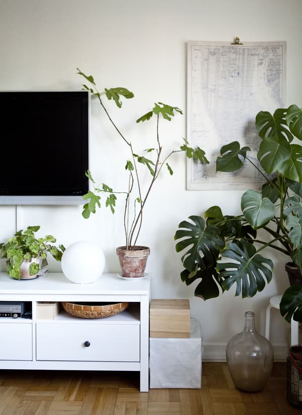 Utilisez des plantes vertes pour dynamiser votre intérieur