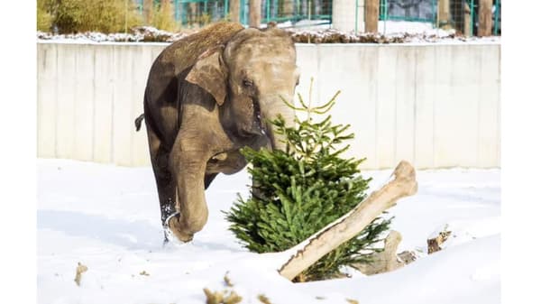 Vánočky stromečky do ZOO Ostrava