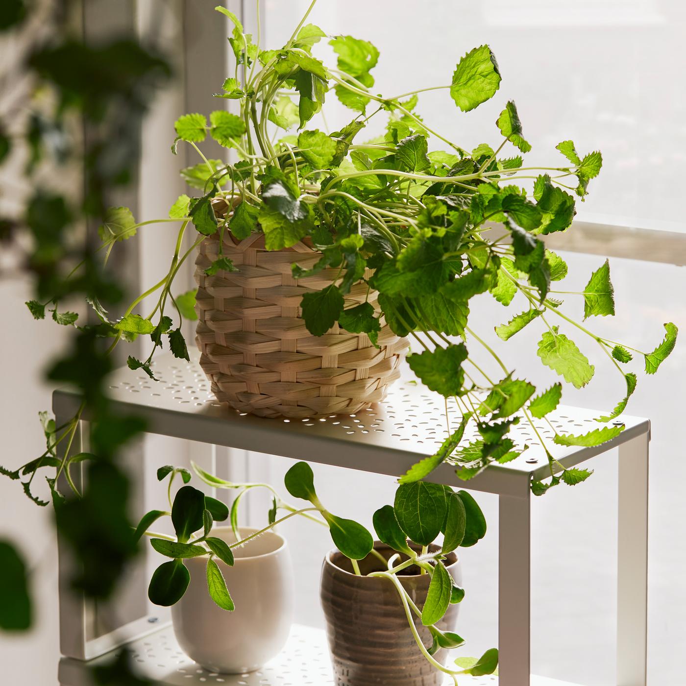 Various green plants in plants pots of different sizes in front of a window with net curtains.