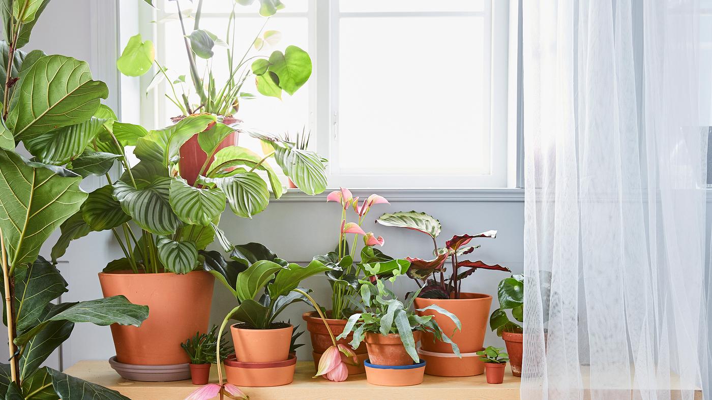 Various green plants in plants pots of different sizes in front of a window with net curtains.