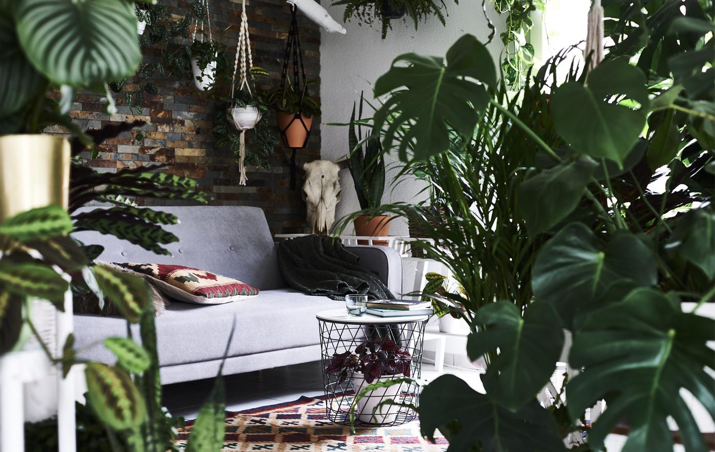 Vue à travers un rideau de plantes sur un salon garni d’un canapé gris et d’un tapis à motifs.
