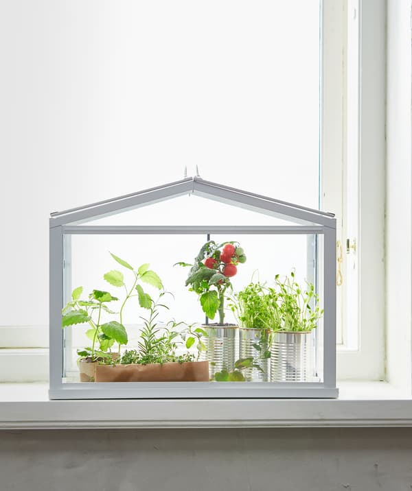 White SOCKER greenhouse filled with various green plants against a sunlit window.