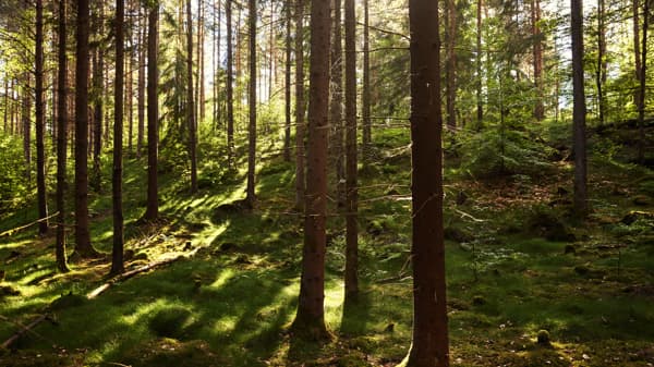 Woods