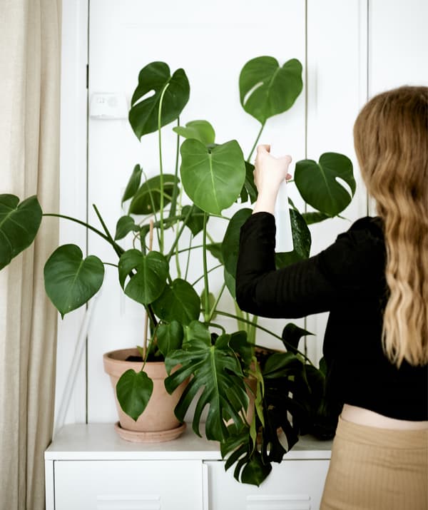 Yvet watering a large pot plant in a white room.