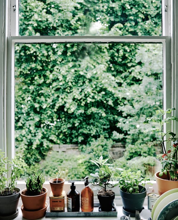 Zaubere dir einen Fenstergarten.