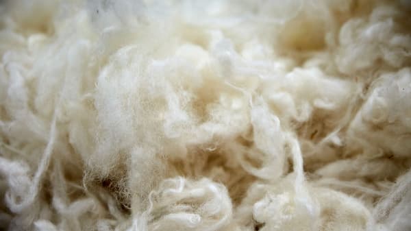 Zoom sur la laine naturelle. 