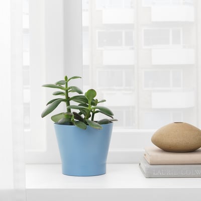 PAPAJA آنية نباتات, أزرق, 9 سم