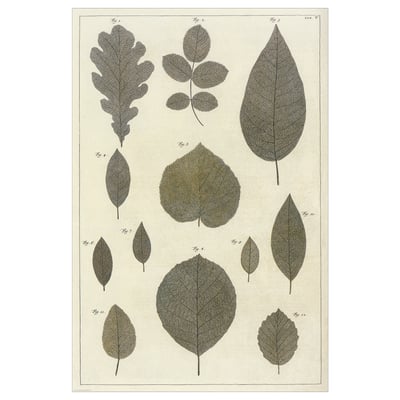 Botanical print showcasing leaf shapes and veins on off-white paper.