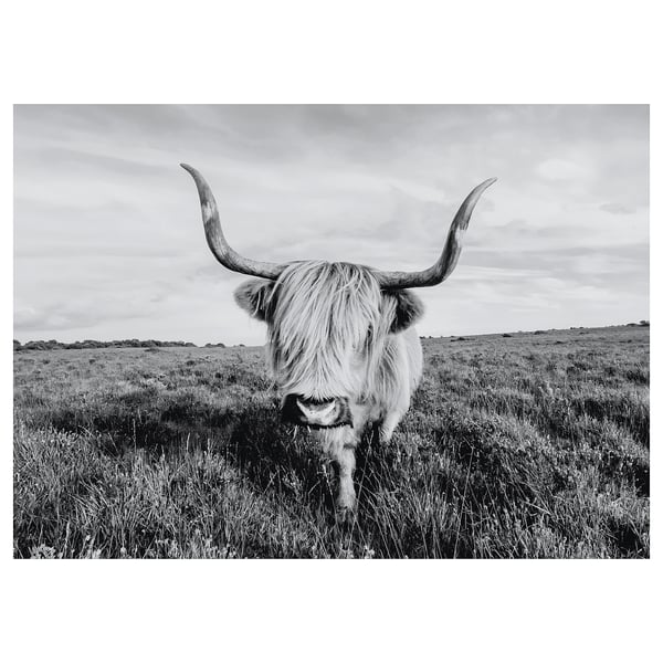 BJÖRKSTA: highland cattle in black-and-white field.