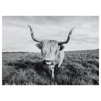 BJÖRKSTA: highland cattle in black-and-white field.