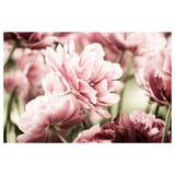 Close-up of soft pink tulips, delicate petals, white centre.