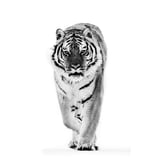 Black and white walking tiger.