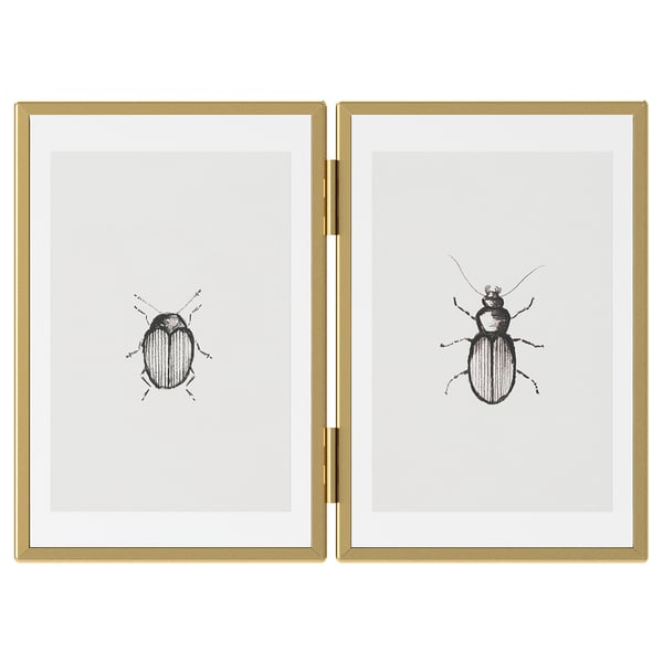 Two gold-framed artworks with detailed black beetle illustrations.