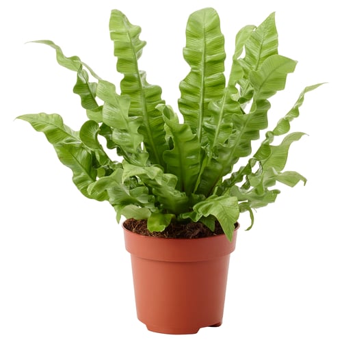 Brown-potted ASPLENIUM NIDUS fern with lush green leaves