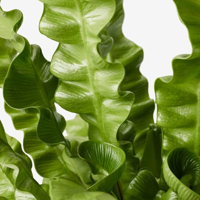 Bright green fern leaves, wavy edges, vibrant, healthy plant.