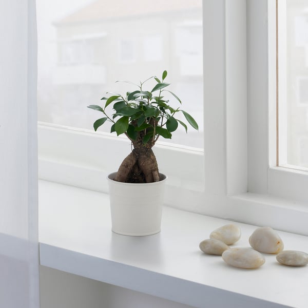 Small potted plant on a window sill, getting natural light. Surrounded by smooth stones, providing beauty and tranquilly.