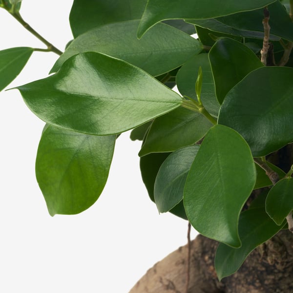 Close-up of healthy, vibrant green FICUS leaves arranged in a lush, potted plant.