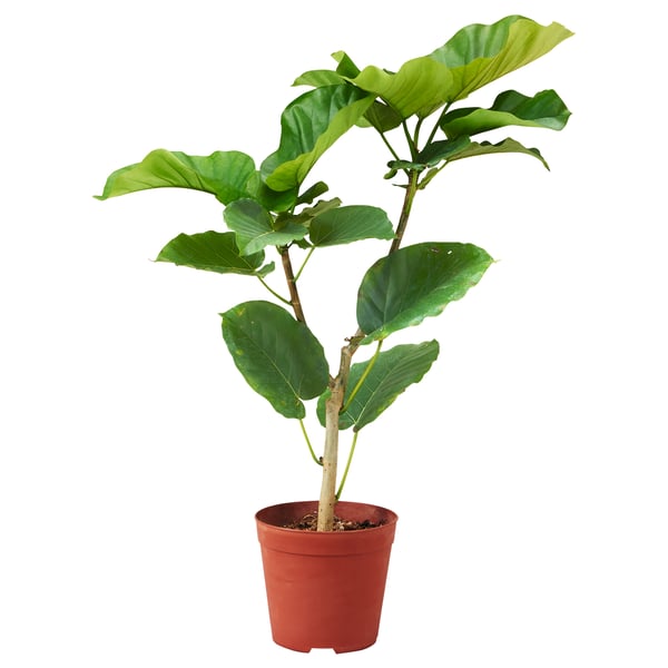 Red-potted FICUS UMBELLATA with long green leaves