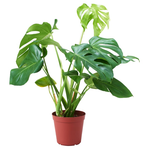 Red monstera plant