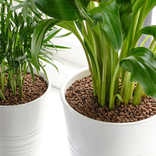 Two potted plants in white containers with clay pebbles at base. Used for water retention and support in soil.
