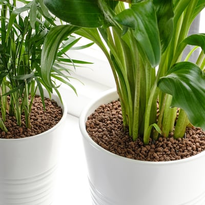 Two potted plants in white containers with clay pebbles at base. Used for water retention and support in soil.