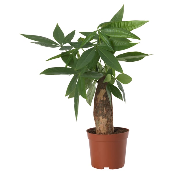 Potted green PACHIRA AQUATICA plant with broad leaves in brown pot.