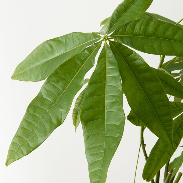 Large, vibrant green leaves of a PACHIRA AQUATICA plant radiate outward, showcasing its healthy foliage against a bright light background.