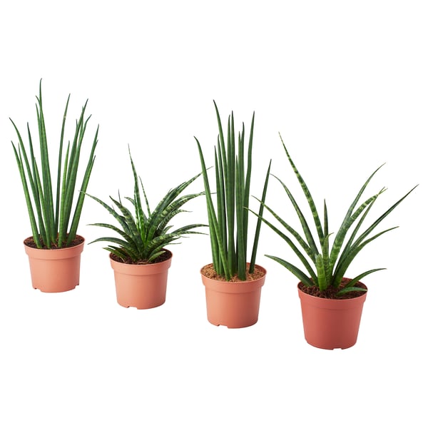 Four potted SANSEVIERIA plants, green leaves, terracotta pots, arranged neatly.