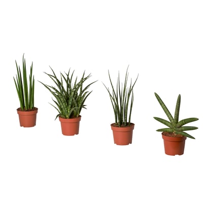Four potted SANSEVIERIA plants in brown plastic pots. Green leaves, rectangular pots.
