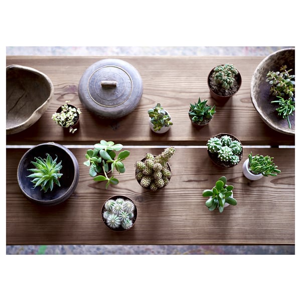 Top view of various small potted SUCCULENTs on a wooden surface. Different containers, wooden and ceramic, hold green plants.