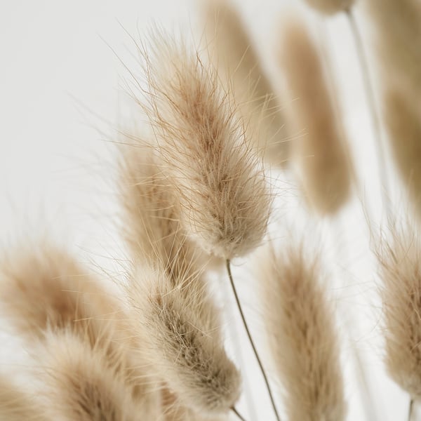 Close-up of delicate dried grasses, cream-colored, slightly blurred background.