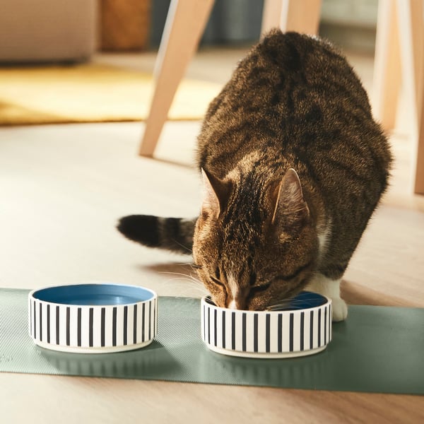 Cat eating from blue-striped UTSÅDD bowl on table. Modern design, next to smaller bowl on green placemat. Blends with home decor.