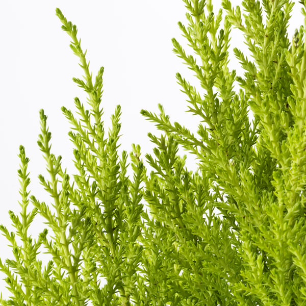 CUPRESSUS MACROCARPA 鉢植え, モントレーイトスギ, 15 cm