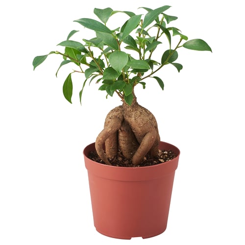 FICUS 鉢植え, 盆栽, 12 cm