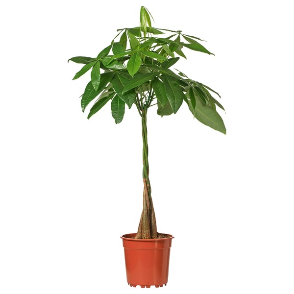 PACHIRA AQUATICA 鉢植え, パキラ, 15 cm