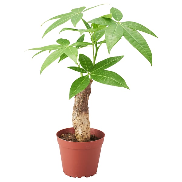 PACHIRA AQUATICA 鉢植え, パキラ, 9 cm
