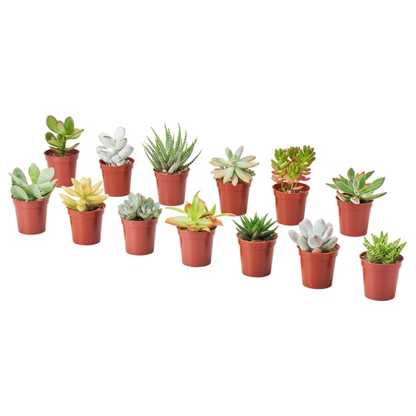 SUCCULENT 鉢植え, アソートプランツ/多肉植物, 6 cm