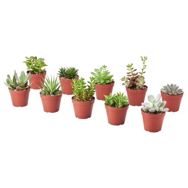 SUCCULENT 鉢植え, アソートプランツ, 9 cm